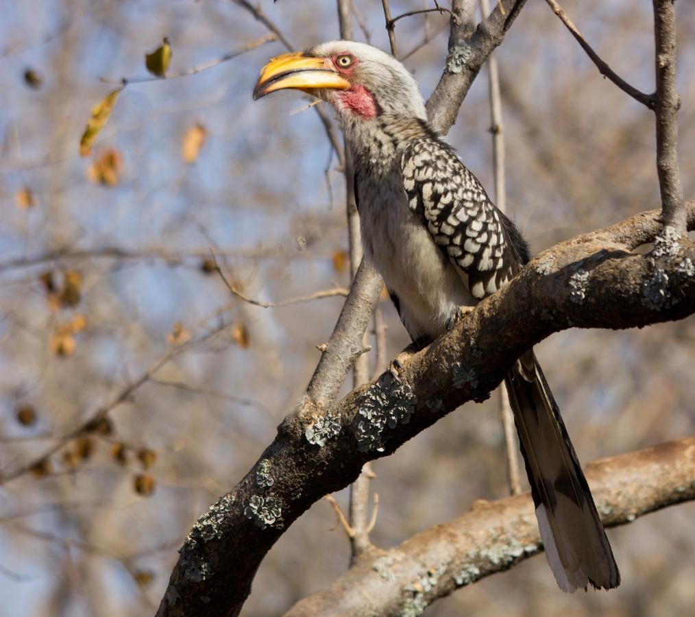 Thabaledi Game Lodge *